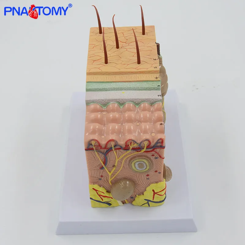 Human Skin Structure model 35 times enlarged plastic Hair Layer Structure Anatomical Model Medical Teaching Tool with Manual