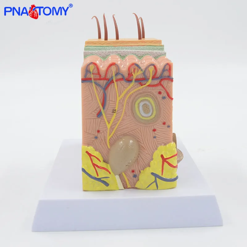 Human Skin Structure model 35 times enlarged plastic Hair Layer Structure Anatomical Model Medical Teaching Tool with Manual