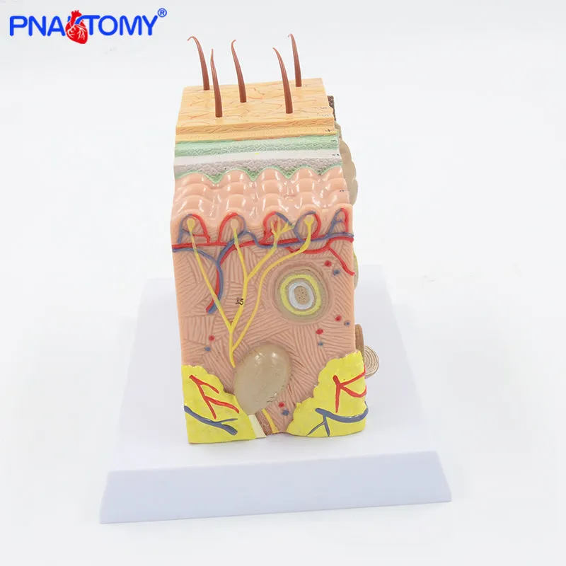 Human Skin Structure model 35 times enlarged plastic Hair Layer Structure Anatomical Model Medical Teaching Tool with Manual