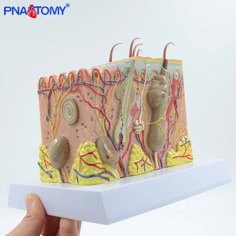 Human Skin Structure model 35 times enlarged plastic Hair Layer Structure Anatomical Model Medical Teaching Tool with Manual