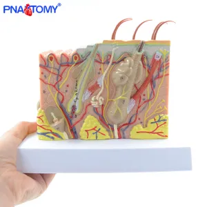 Human Skin Structure model 35 times enlarged plastic Hair Layer Structure Anatomical Model Medical Teaching Tool with Manual