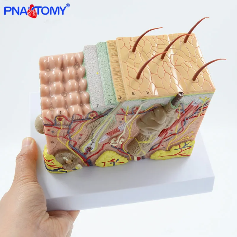 Human Skin Structure model 35 times enlarged plastic Hair Layer Structure Anatomical Model Medical Teaching Tool with Manual